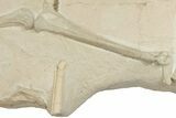 Articulated Fossil Camelid (Poebrotherium) Bones - Wyoming #210177-6